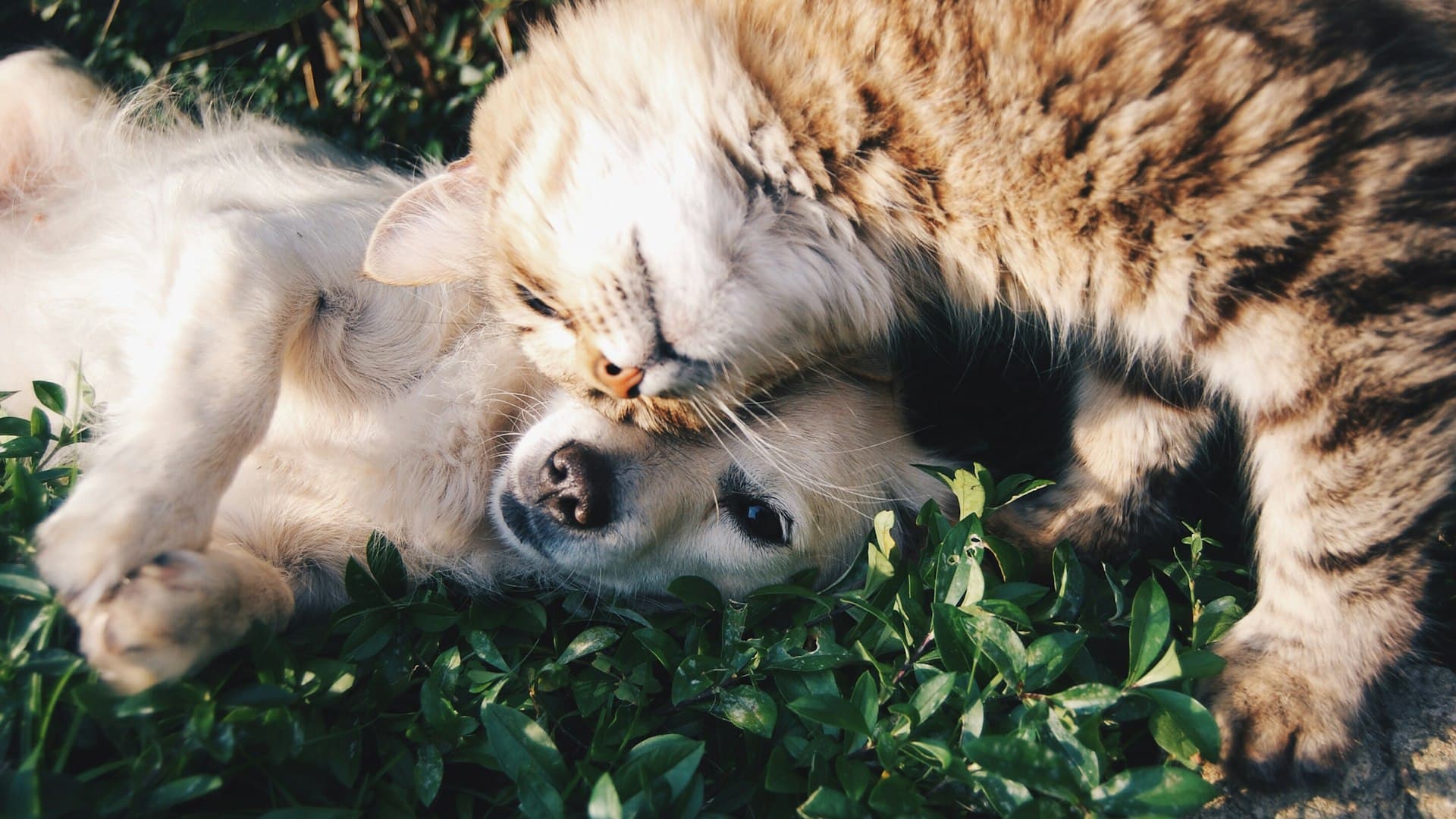 A cat cuddling with a dog outdoors